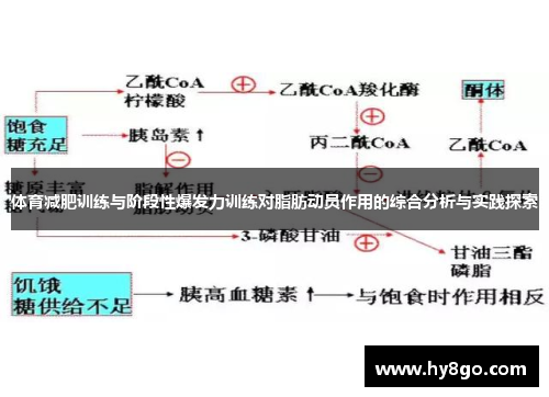 体育减肥训练与阶段性爆发力训练对脂肪动员作用的综合分析与实践探索